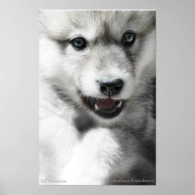 Poster d'un loup sauvage (Devant)
