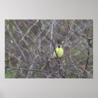 Poster d'un oiseau jaune dans un arbre