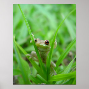 Poster d'une grenouille de Boo