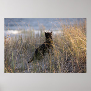 Poster Dunes Kitty