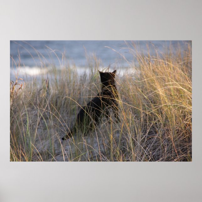 Poster Dunes Kitty (Devant)