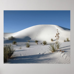 Poster Dunes transversales et Yucca à feuilles de savon