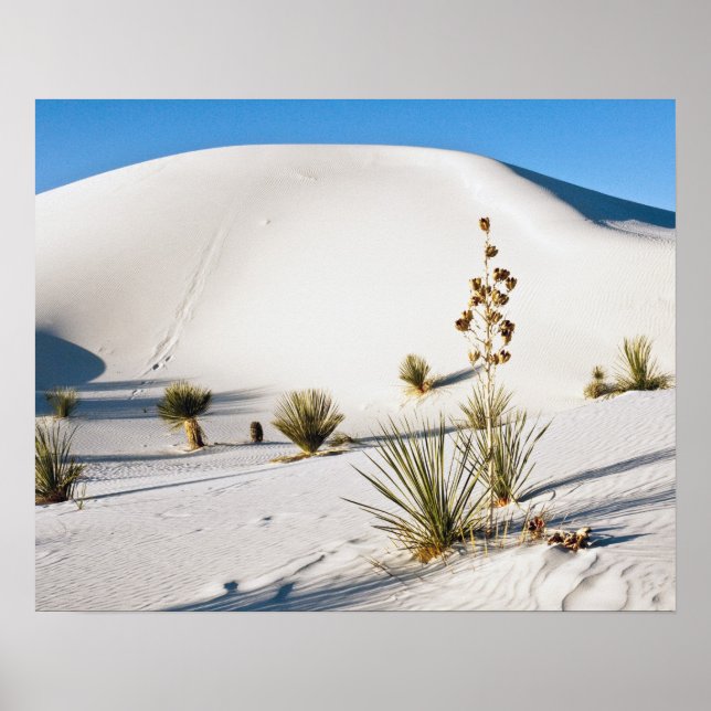 Poster Dunes transversales et Yucca Soaptree (Devant)