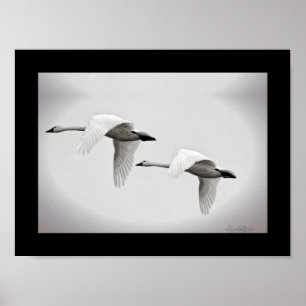 Poster Duo de cygne