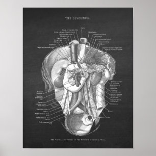 Poster Duodenum Anatomie Art Gastroentérologue Décor