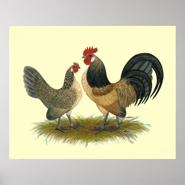 Poster Dutch Bantam : Quail bleu (Devant)