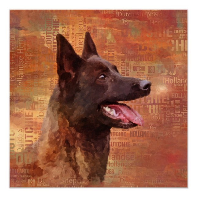 Poster Dutch Shepherd - Illustration utchie (Devant)