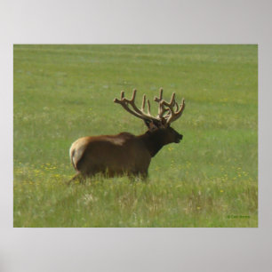 Poster E12 Bull Elk 1 ou 2 ?