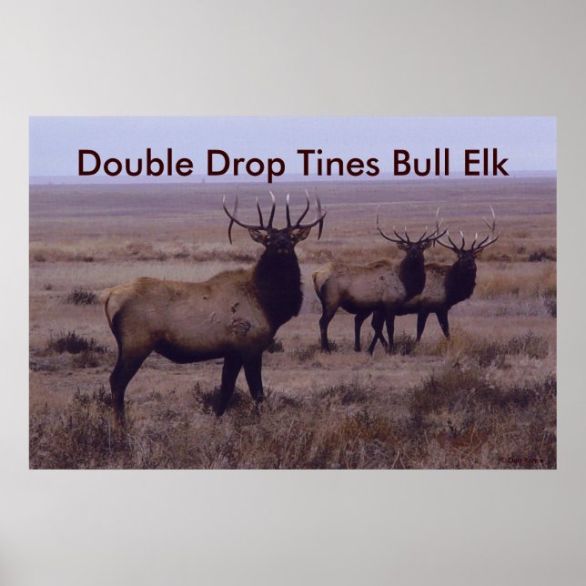 Poster E19 Tines à double goutte d'Elk Bull (Devant)