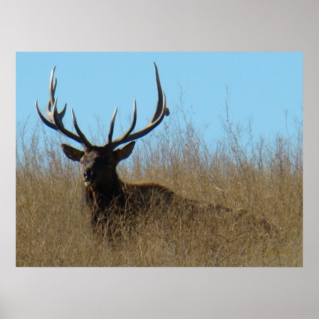 Poster E26 Bull Elk Laying in the Weeds (Devant)