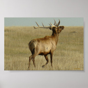 Poster E35 Grass d'élans taureaux dans les cornes