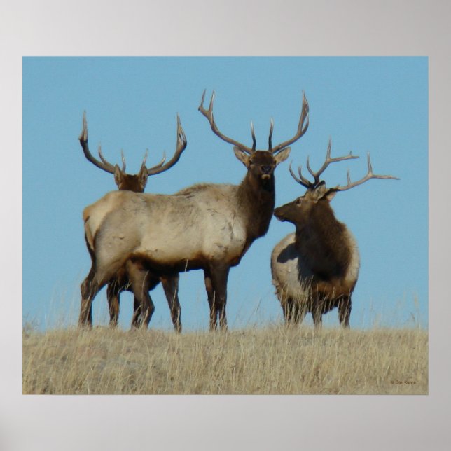 Poster E60 Bull Elk Sky Lined (Devant)