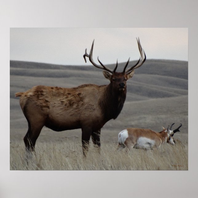 Poster E63 Bull Elk et Pronghorn Antelope (Devant)
