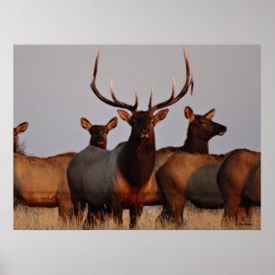 Poster E66 Elcs et vaches taureaux