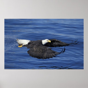 Poster É.-U., Alaska, Kenai Peninsula Pygargue à tête bla