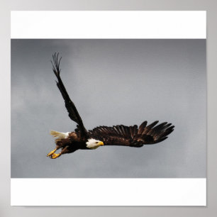 Poster Eagle chauve