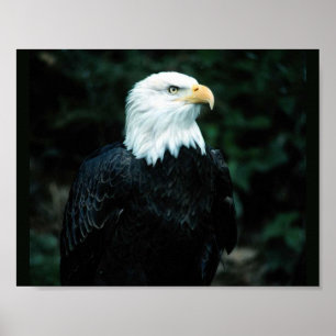 Poster Eagle chauve