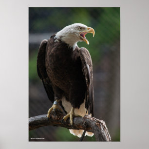 Poster Eagle chauve appelle