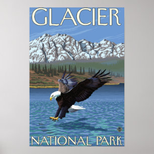 Poster Eagle chauve plongeant - parc national de glacier,