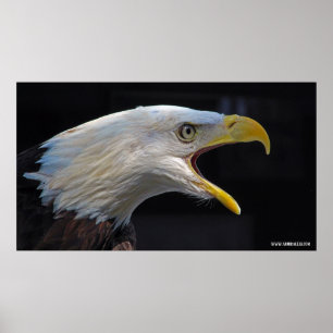 Poster Eagle criard énorme