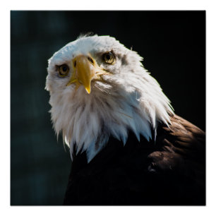 Poster Eagle curieux