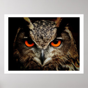 Poster Eagle Owl Eyes