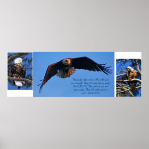 Poster Eagles