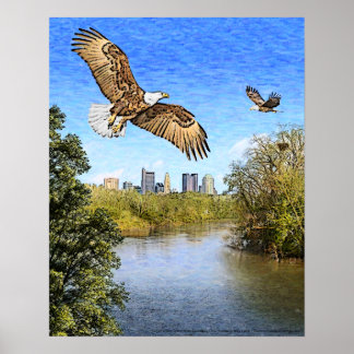 Poster Eagles Scioto River Columbus Ohio Imprimer