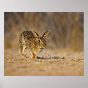 Poster Eastern cottontail rabbit hopping