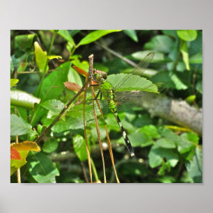 Poster Eastern Pondhawk Dragonfly
