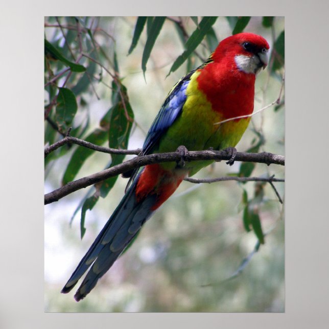 Poster Eastern Rosella (Devant)