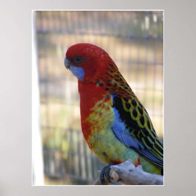 Poster Eastern Rosella Parakeet (Devant)
