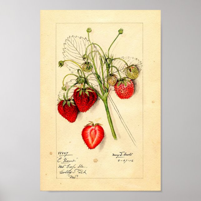 Poster - Eaton Early Giant Fraises (Devant)