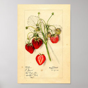 Poster - Eaton Early Giant Strawberries