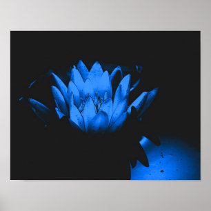 Poster Eau bleu brillant Lily Lotus Fleur Abstraite