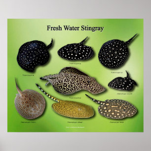 Poster Eau douce Stingray の ポ タ