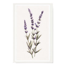 Eau minimaliste Lavande de la tige