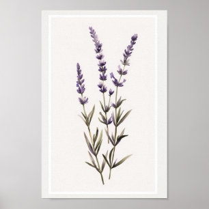 Poster Eau minimaliste Lavande de la tige