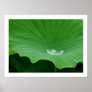 Poster Eau pluviale sur une feuille de lotus : Japon