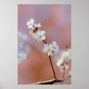 Poster Éblouissante floraison japonaise d'abricots