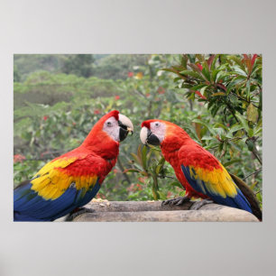 Poster Écarlate Mackaws