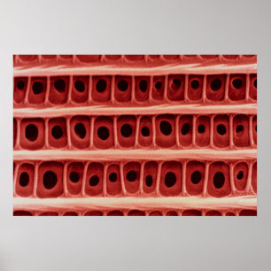 Poster Echelle de papillon - échelle d'aile