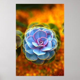 Poster Echeveria coloré par bleu