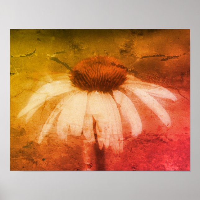 Poster Echinacea Conflower Daisy Abstrait Grunge (Devant)