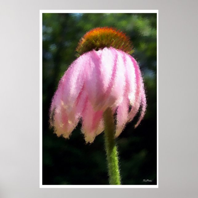 Poster Echinacea Flower dans la brise (Devant)