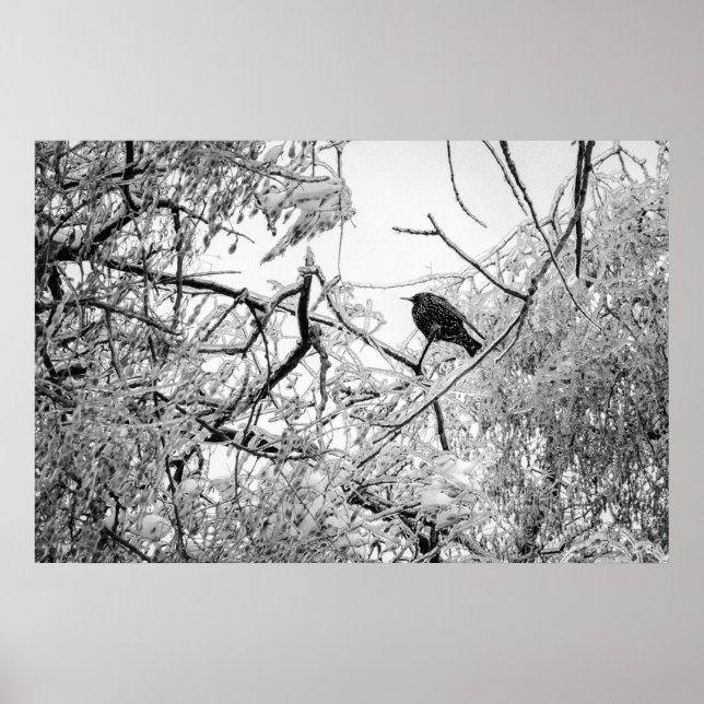 Poster Éclater sur un arbre gelé (Devant)
