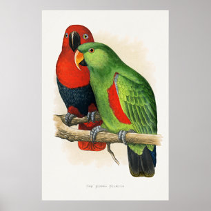 Poster Eclectus de Nouvelle-Guinée, perroquets,
