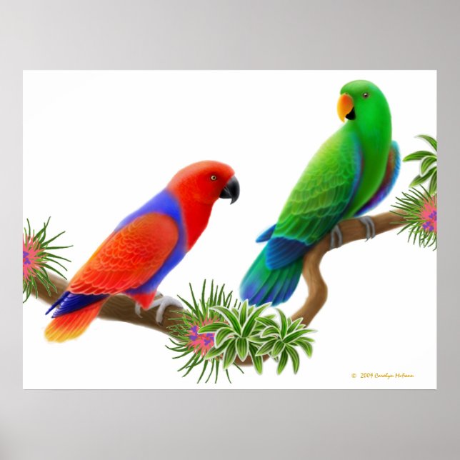 Poster Eclectus Perroquets & Bromeliads Imprimer (Devant)