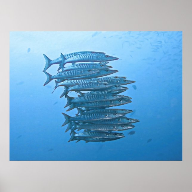 Poster École de Barracuda (Devant)