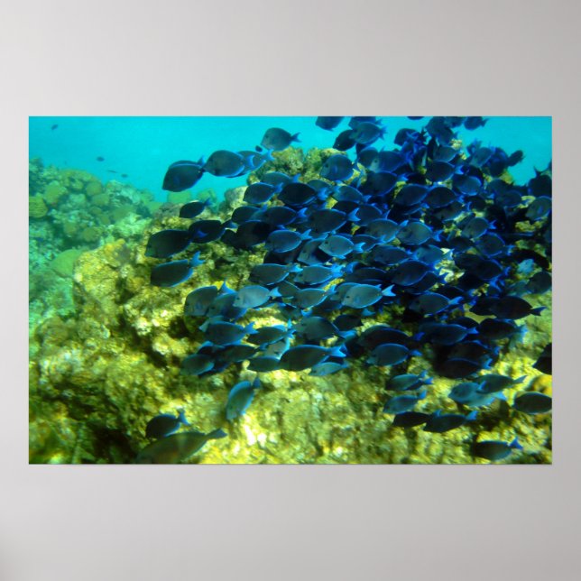 Poster École de Blue Tang (Devant)